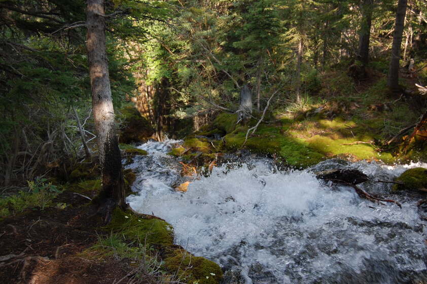 A rushing mountain stream flowing through a lush forest with moss-covered rocks and trees.