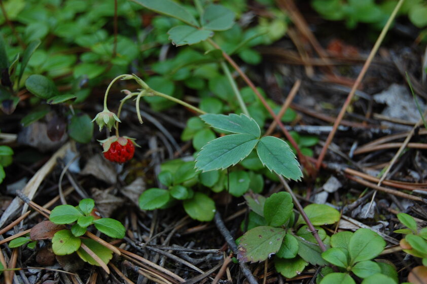 A close-up photo showing green leaves and a small red berry on a forest floor.