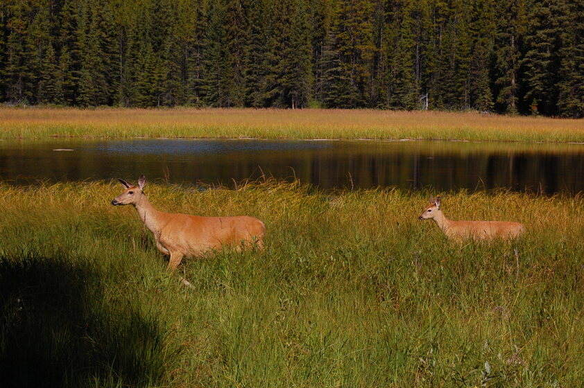 Close-up of two deer in a field. The deer are standing alert in a grassy field with a lake in the background. There are trees around the lake.