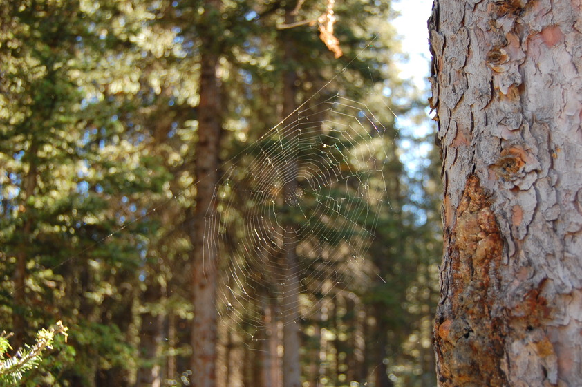 A close-up of a spider web, showing the delicate strands of silk that make it up. The web is hanging from a tree branch.