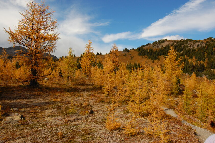 Fall foliage creates a colorful path through the woods.