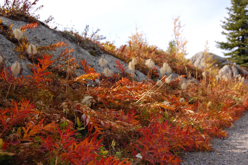 Autumn foliage along a hiking trail with red and orange leaves, dried grass, and rocky terrain.