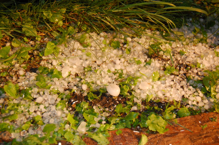 A close-up photo of a pile of hail on the ground. The hail stones are various sizes and appear translucent.