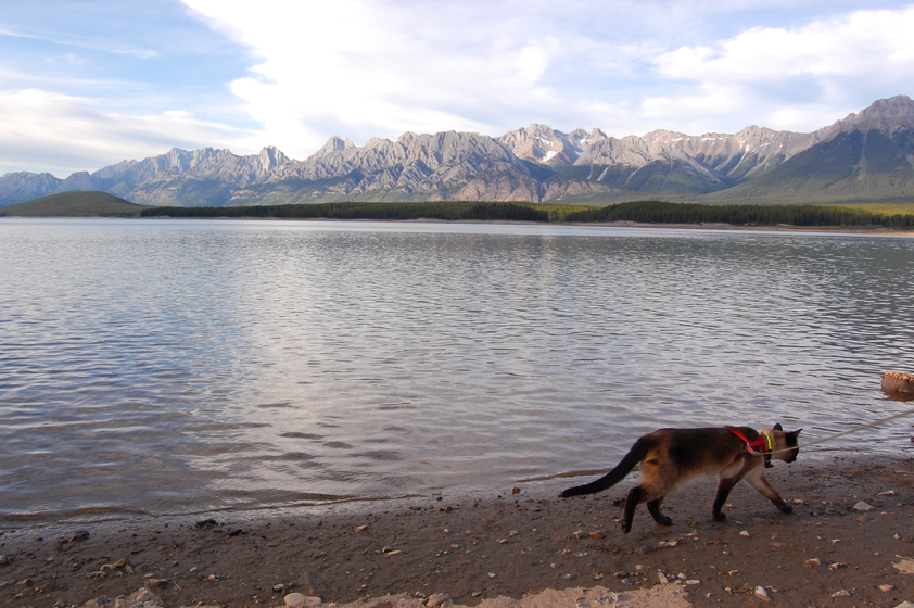 Skittles, with a leash, walking on the sandy shore of Lower Kananaskis Lake, with majestic mountain peaks in the background under a partly cloudy sky.