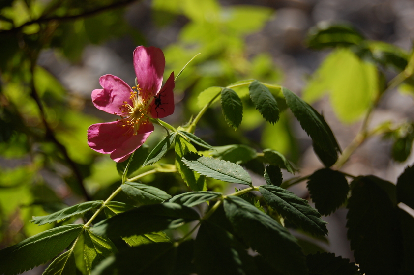 A close-up photo of a pink wild rose flower with delicate yellow stamens, surrounded by green leaves and foliage.
