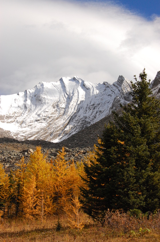 Golden larch trees stand out against a backdrop of snow-capped mountains and evergreen trees under a partly cloudy sky.