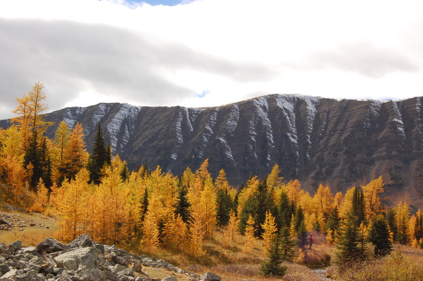 Autumn landscape with golden larch trees in front of snow-capped mountains under a cloudy sky.