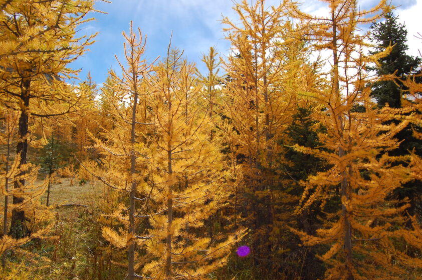 Golden larch trees in an autumn forest under a blue sky with scattered clouds.