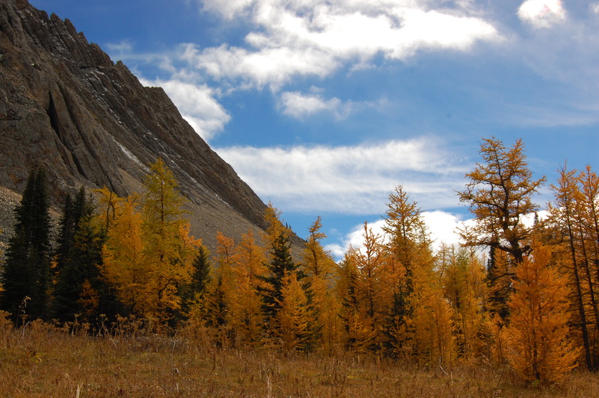 Autumn landscape with golden larch trees against a backdrop of a rocky mountain slope under a partly cloudy sky.