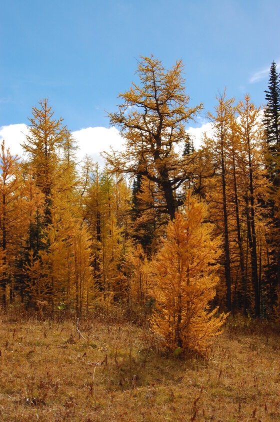 A forest scene in autumn with golden larch trees, including a majestic ancient larch tree, against a blue sky.