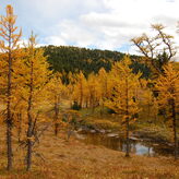 Larch trees, with their golden needles, line the banks of a stream in a scenic autumn landscape.