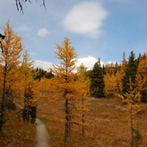 A winding dirt trail leads through a forest of bright yellow trees.