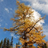 A tree in fall with yellow foliage against a crisp blue sky.