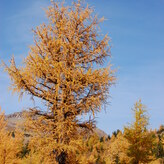 Golden larch trees against a clear blue sky in an autumn landscape.