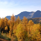 Autumnal forest with golden larch trees against a backdrop of mountains under a clear blue sky.