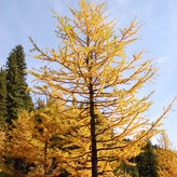 Autumn scene with several tall coniferous trees displaying golden-yellow needles against a blue sky.