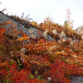 Autumn foliage along a hiking trail with red and orange leaves, dried grass, and rocky terrain.