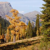A landscape photo showing a tall tree with golden-yellow leaves surrounded by green coniferous trees and shrubs. The background consists of mountains and a clear blue sky.