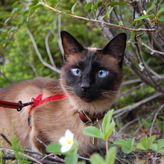 A Siamese cat named Skittles with striking blue eyes, wearing a red harness, sits amidst green foliage, looking alert and curious.