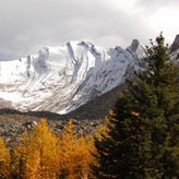 Golden larch trees stand out against a backdrop of snow-capped mountains and evergreen trees under a partly cloudy sky.