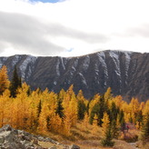 Autumn landscape with golden larch trees in front of snow-capped mountains under a cloudy sky.
