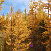Golden larch trees in an autumn forest under a blue sky with scattered clouds.