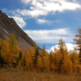 Autumn landscape with golden larch trees against a backdrop of a rocky mountain slope under a partly cloudy sky.