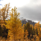 Autumn landscape with golden larch trees, green evergreens, and a snow-capped mountain in the background under cloudy skies.