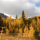 Autumn landscape with golden larch trees surrounding a pond, set against a backdrop of mountains under a cloudy sky.
