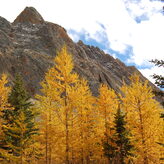 Golden larch trees in a mountainous landscape during autumn with yellow foliage against a rocky backdrop under a cloudy sky.