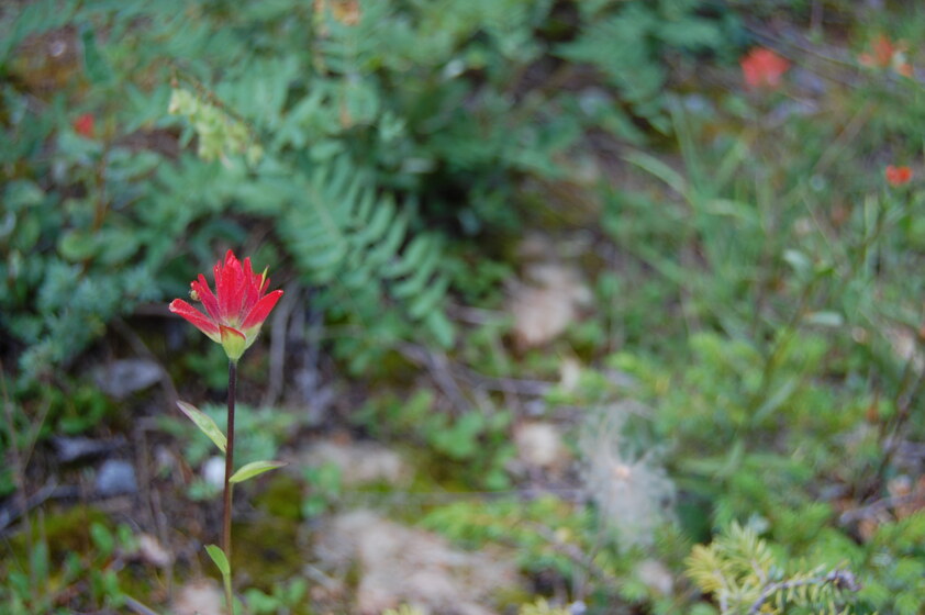 A close-up photo of a vibrant red wildflower against a blurry background of green foliage and forest floor.