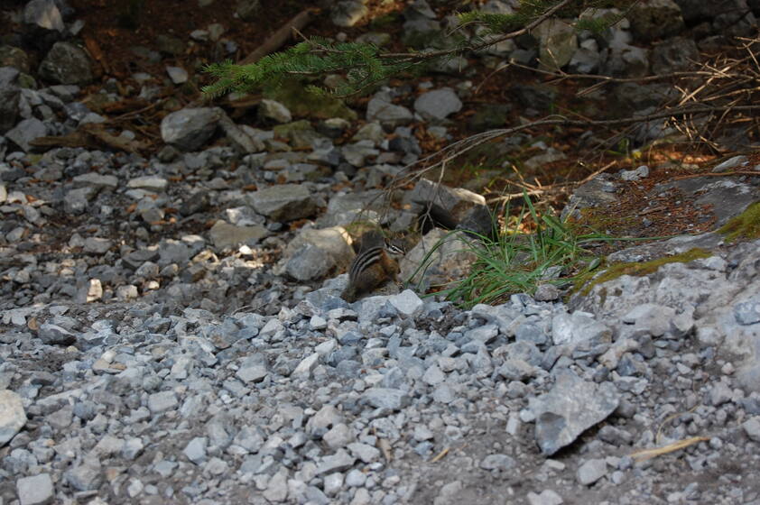 A small chipmunk sitting among rocks and grass in a forested area.