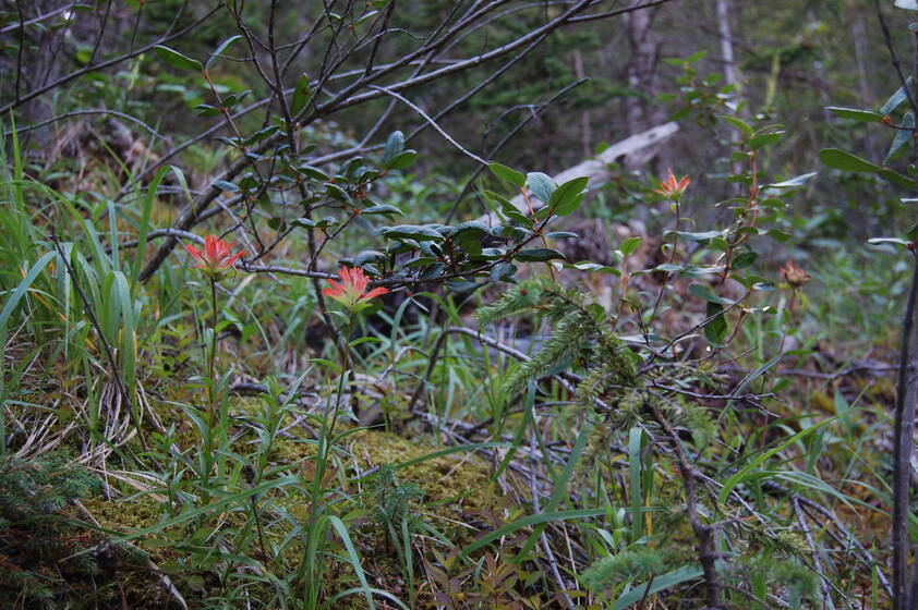 A close-up photo of forest vegetation featuring vibrant red wildflowers, green leaves, and moss-covered ground.