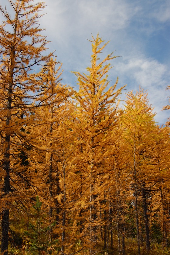 Coniferous trees with bright yellow foliage in a fall season forest.