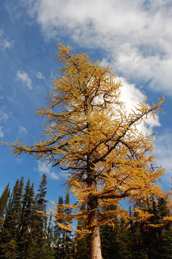 A tree in fall with yellow foliage against a crisp blue sky.