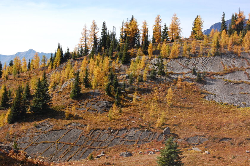 A landscape with rocky terrain covered in autumnal trees, including evergreens and deciduous trees with yellow-orange leaves.