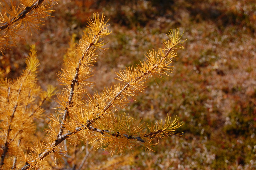 Close-up of golden larch tree branches against a blurred background.