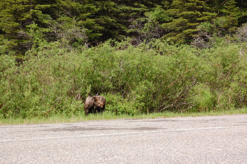 A moose standing near the edge of a road, grazing on vegetation next to dense bushes and trees.