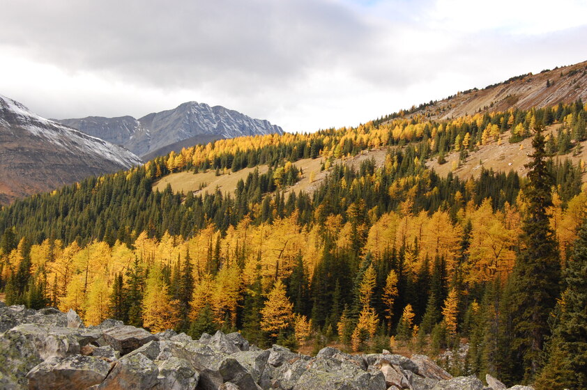 Autumn scene in the mountains with yellow and green trees, rocky terrain, and snow-capped peaks under cloudy skies.