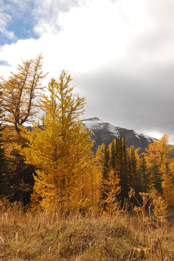 Autumn landscape with golden larch trees, green evergreens, and a snow-capped mountain in the background under cloudy skies.