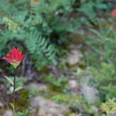 A close-up photo of a vibrant red wildflower against a blurry background of green foliage and forest floor.