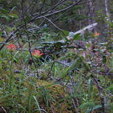 A close-up photo of forest vegetation featuring vibrant red wildflowers, green leaves, and moss-covered ground.
