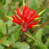 Close-up of a vibrant red flower with yellow protrusions, surrounded by green leaves.