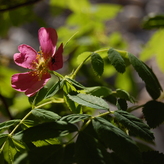 A close-up photo of a pink wild rose flower with delicate yellow stamens, surrounded by green leaves and foliage.